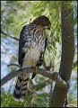 _0SB4335 coopers hawk